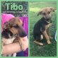 Tibo, Mischling Welpen - Rüde