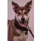 Tibo, Schäferhund-Husky-Appenzeller Mix - Rüde
