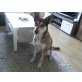 Tibo, Schäferhund-Husky-Appenzeller Mix - Rüde