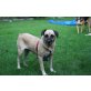 Tica, Mops-Mix - Hündin