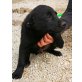 Tick, Labrador-Mischling Welpen - Rüde