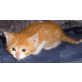Tick - Trick - Track, Hauskatze - Kater