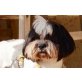 Tico, anhängliches Kerlchen, Shih Tzu - Rüde