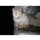 Ticu - Kater