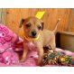 Tierra, Podenco Mix Welpen - Hündin