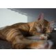 Tierschutzbabykater JAMES - Kater