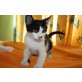 Tierschutzbabykater MONTY - Kater