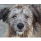 Tierschutzhund Kira, Mioritic-Mischling - Hündin