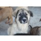 Tierschutzhund  Selena, HSH Mischling - Hündin
