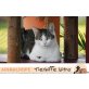 Tierschutzjungkatze EPI (Epilepsie) , Europäische Kurzhaarkatze - Katze