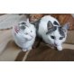 Tierschutzkatze Dala, Keine Angaben - Katze