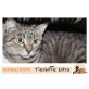 Tierschutzkatze Vicky, Europäische Kurzhaarkatze - Katze