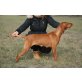 Tiffani, Magyar Vizsla - Hündin
