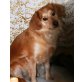 Tiffany 2, Retriever-Spaniel-Mischling - Hündin