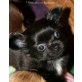 Tiffany, Chihuahua langhaariger Schlag - Hündin