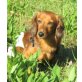 Tiffany, Dackle Mix - Hündin