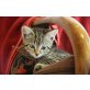 Tiffany, Europäische Kurzhaarkatze - Katze