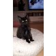 Tiffany, Maine Coon - Katze