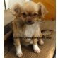 Tiffany Sierra Madre, Chihuahua langhaariger Schlag - Hündin