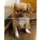Tiffany Sierra Madre, Chihuahua langhaariger Schlag Welpen - Hündin