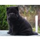 Tiffany Velvet Princess, Chow-Chow Welpen - Hündin