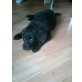Tiffany/kann aber noch geändert werden, Süße Labrador / Schäferhund Mix Hündin - Hündin