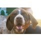 Tiffany, leinenführig und nett - Hündin