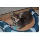 Tiffi, Maine Coon - Katze
