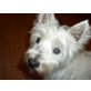 Tiffi, West Highland White Terrier - Hündin