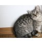 Tiffy, Mischling - Katze