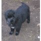 Tiffy sucht Ihre Familie , Golden Retriever x Bernersennen-Collie Mix Welpen - Hündin
