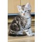 Tiger / Dusty, Main Coon /Hauskater - Kater