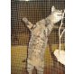 Tiger, Europäische Kurzhaarkatze - Kater