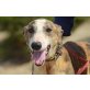 Tiger, Galgo Español - Rüde