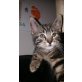 Tiger, Hauskatze - Kater