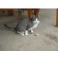 Tiger, Hauskatze - Katze