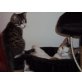 Tiger/ Kara, Getiegert und bunt - Katze