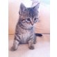 Tiger - Kater