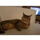 Tiger - Kater