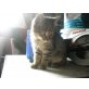 Tiger, Kater zu verschenken.! - Kater