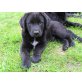 Tiger, Labrador Retriever Welpen - Rüde