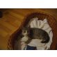 Tiger-Lilly, Europäische Kurzhaarkatze - Katze