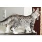 Tiger, Maine Coon - Kater