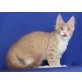 Tiger, Maine Coon - Kater