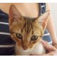 Tiger, Mischling - Kater
