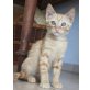 Tiger, Mischling - Kater