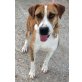 Tiger, Tiger, der Hund im Streifenlook - Rüde