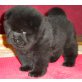 Tiger Woods , Chow-Chow Welpen - Rüde