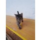 Tiger babykaterchen  - Kater
