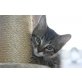 Tiger, babykatze - Kater
